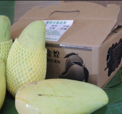【部落e購】西拉雅的風味:有機金煌芒果(6/20起出貨)